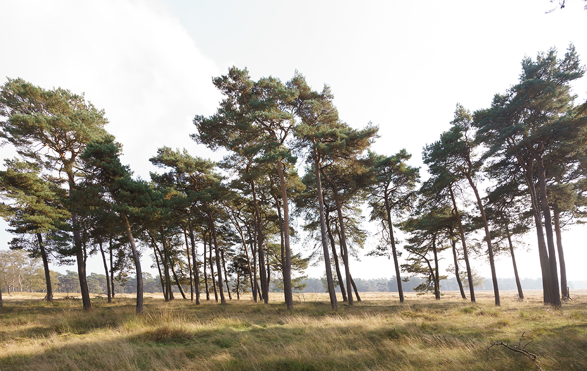 Veluwe